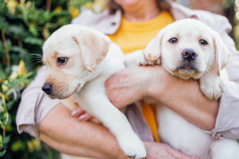 A person holding two yellow Labrador Retriever puppies outdoors, one puppy looking sideways and the other looking at the camera. Greenery is visible in the background.