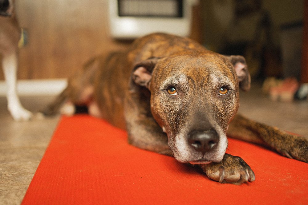Brindle dog resting peacefully at Memorial Villages Animal Hospital's comfortable boarding facility