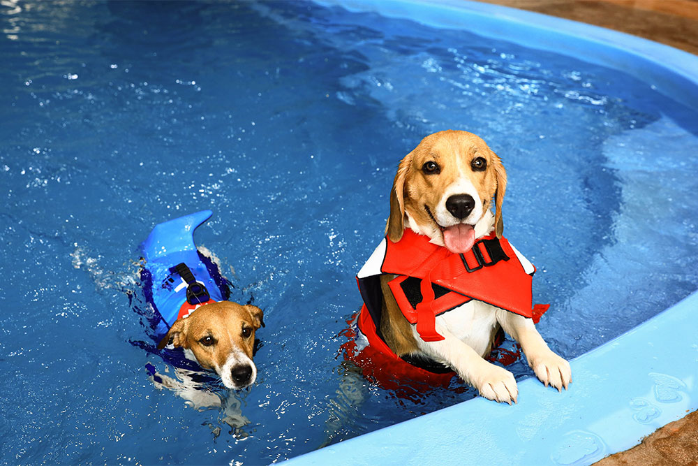 Two dogs wearing life jackets are in a swimming pool. One dog in a blue jacket is swimming, while the other, in a red jacket, is sitting at the pool's edge with its tongue out.