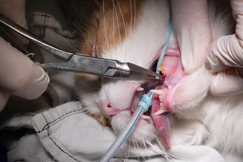 A close-up of a cat undergoing a dental procedure, with gloved hands using dental tools inside the cat's mouth. An endotracheal tube is visible for anesthesia.