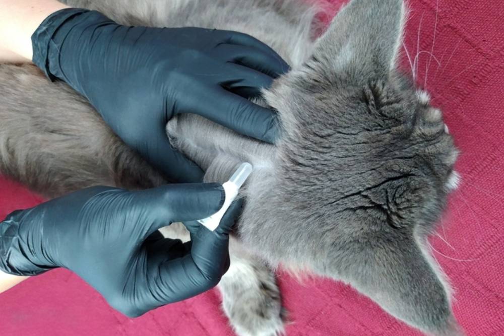 A cat is receiving medical attention as someone wearing black gloves applies a treatment or medication to its neck with a small applicator. The cat has fluffy, gray fur and is resting on a red surface.