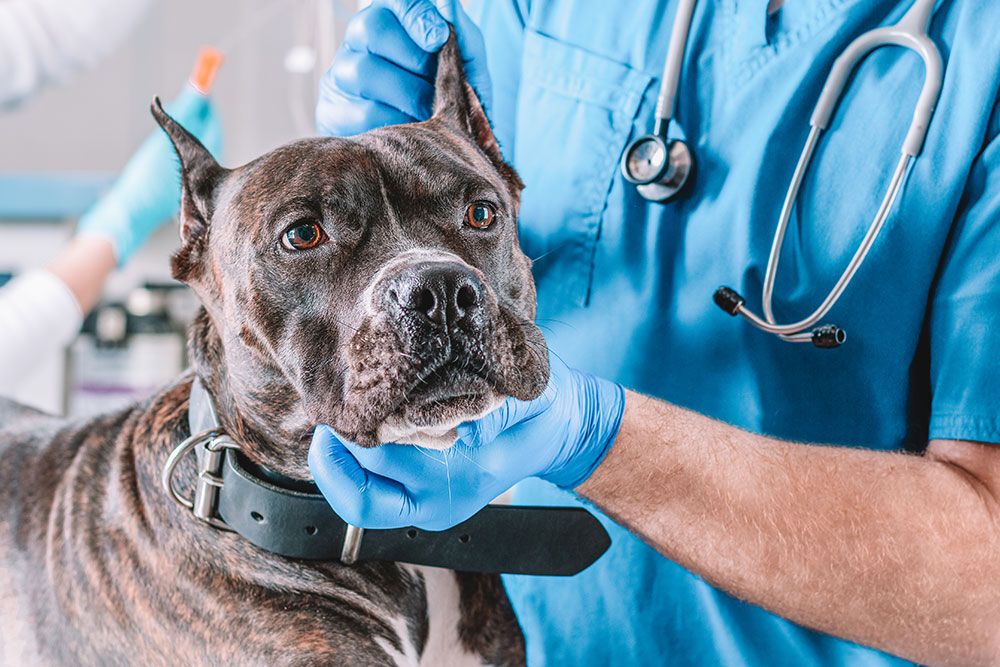 A veterinarian wearing blue scrubs and gloves examines a large brown and black dog with a white patch on its nose. The dog wears a black collar, and the vet holds the dog's head gently, with a stethoscope visible around the vet's neck.