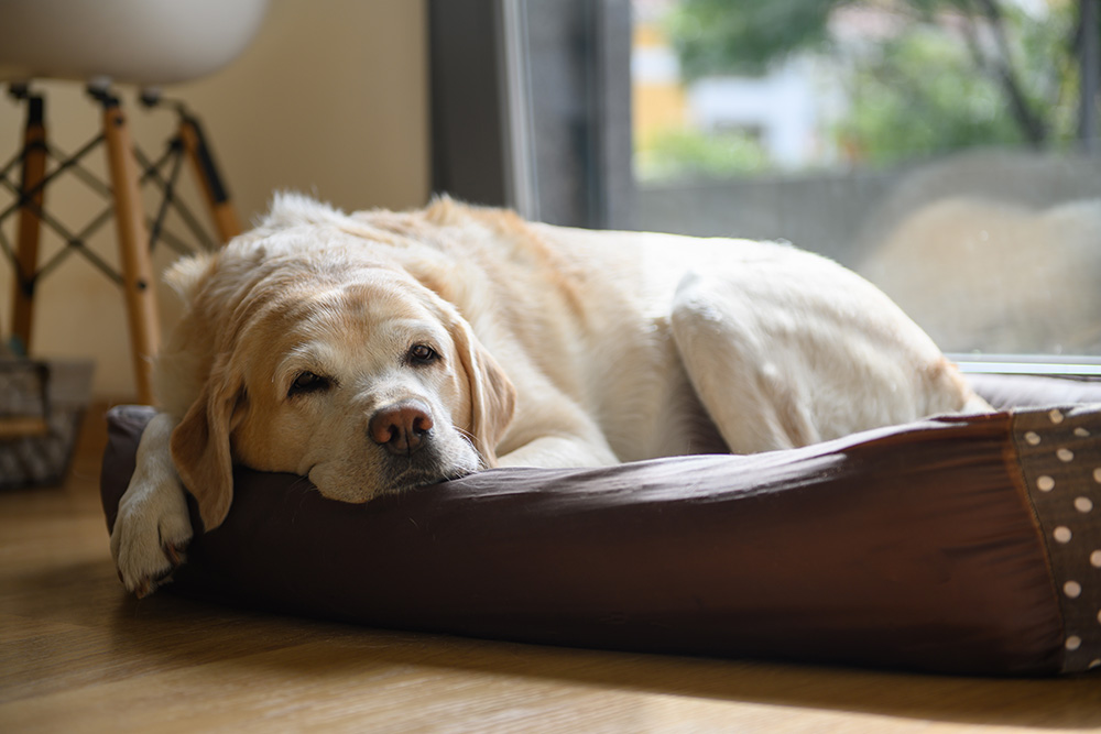 Dog resting comfortably in a cozy bed at Memorial Villages Animal Hospital boarding facility