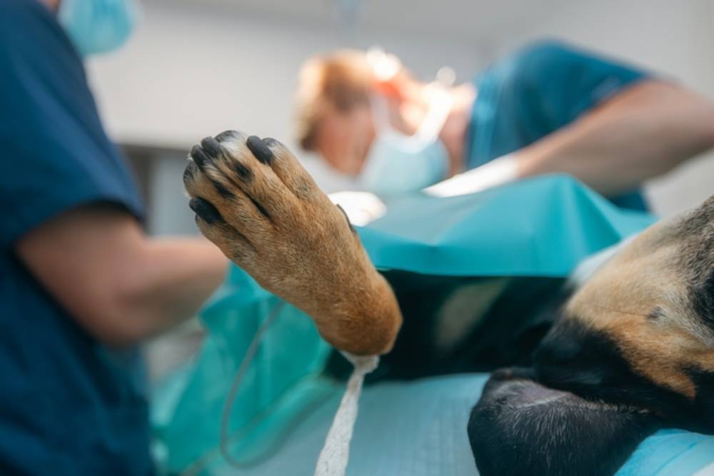 A dog is undergoing surgery in a veterinary clinic. The focus is on the dog's paw, which is secured with a strap. Two veterinarians in scrubs and masks are working in the background.