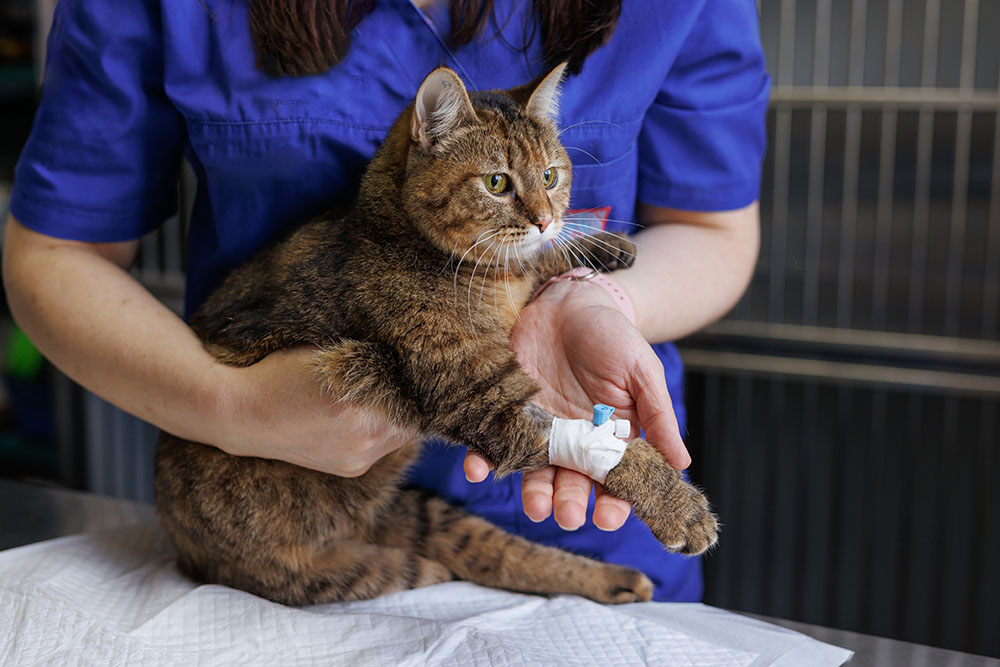 Cat receiving gentle veterinary examination at Memorial Villages Animal Hospital in Houston