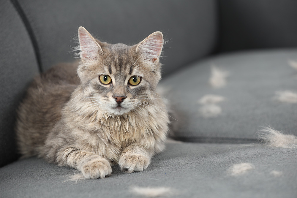 Gray tabby kitten at Memorial Villages Animal Hospital representing feline veterinary care