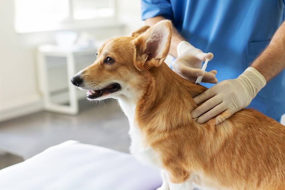 A veterinarian wearing gloves gives an injection to a brown and white corgi dog, who is standing on an exam table in a brightly lit veterinary clinic.