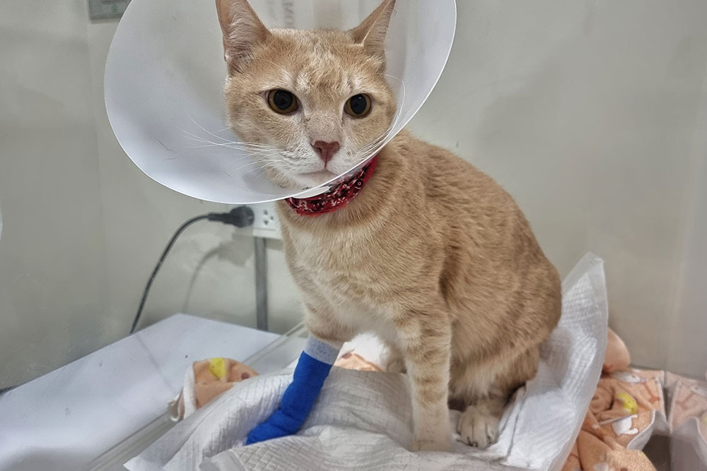 A light brown cat wearing a medical cone and a red collar sits on a pad with its front leg bandaged in blue, inside what appears to be a veterinary clinic.