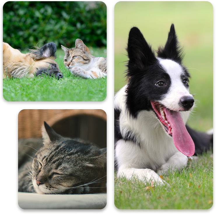 A collage of four pet photos: top left shows a dog and cat lying together on grass, top right features a border collie, bottom images capture a cat sleeping and another cat resting in a shaded