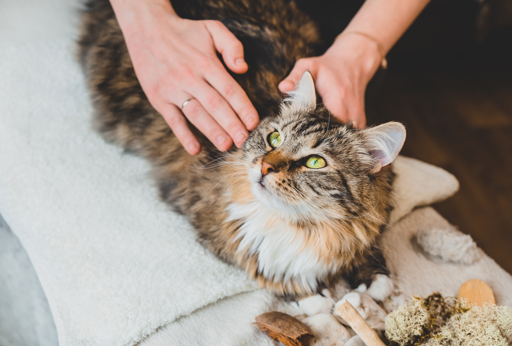 A fluffy tabby cat with green eyes lies on a towel while being gently massaged by a person's hands. The cat appears relaxed and content, with assorted calming items like stones and dried herbs nearby.