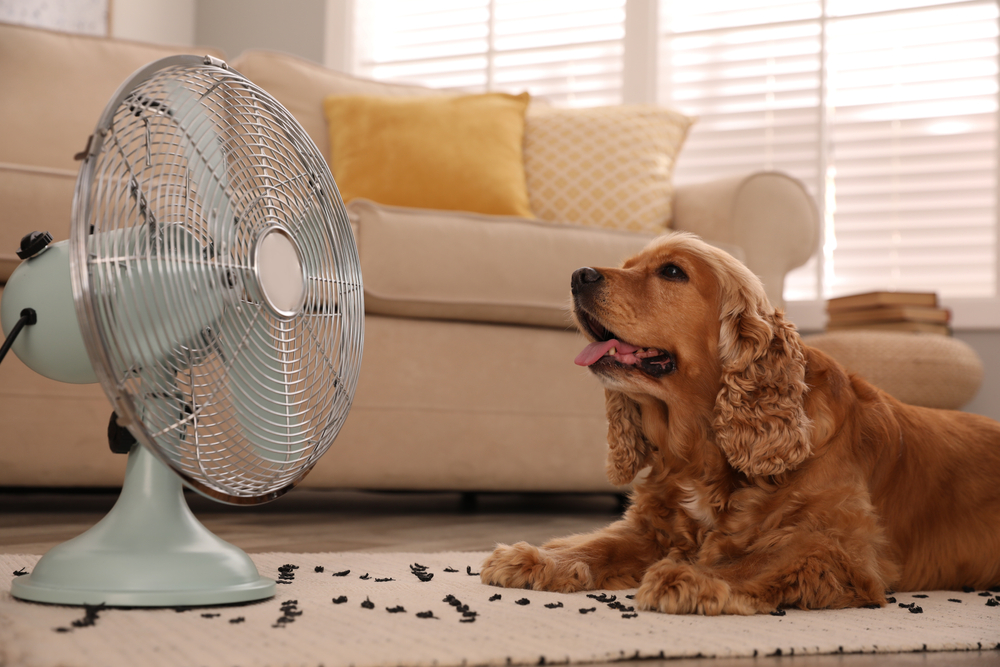 A brown Cocker Spaniel lies on a rug in a living room, looking at a metal fan. The fan is turned on, and the dog appears content with its tongue out. A beige sofa and yellow cushions are in the background.