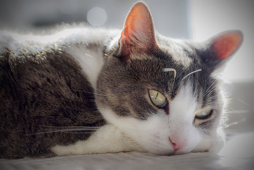 A close-up of a gray and white cat lying down, resting its head on its front paws, with sunlight softly illuminating its fur and face. The cat appears calm and relaxed.