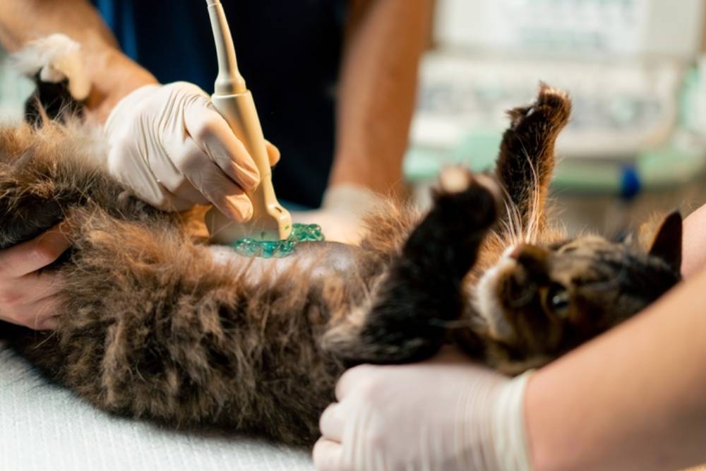 A cat is lying on its back on a veterinary table while receiving an ultrasound. Two people, wearing gloves, are gently holding the cat and using the ultrasound device. The cat appears calm during the procedure.