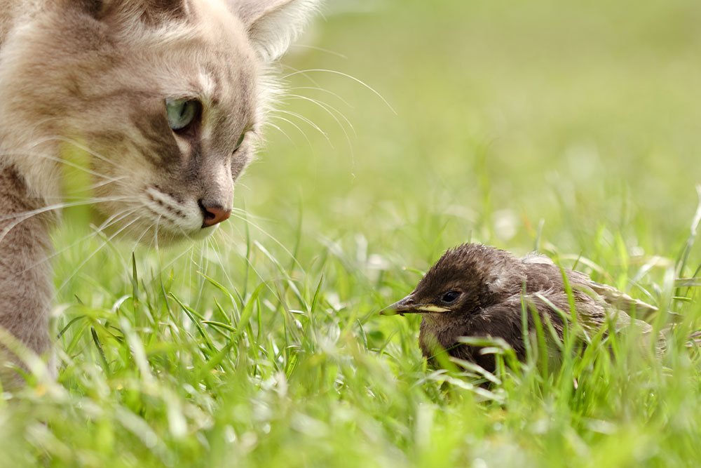 A cat with light fur curiously observes a small bird sitting on grass. The setting is a sunny outdoor area with vibrant green grass.