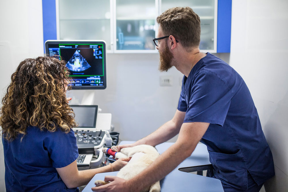 Two veterinarians, a man and a woman, examine a small dog using an ultrasound machine in a veterinary clinic. The woman is operating the machine while the man holds the dog gently on the examination table.