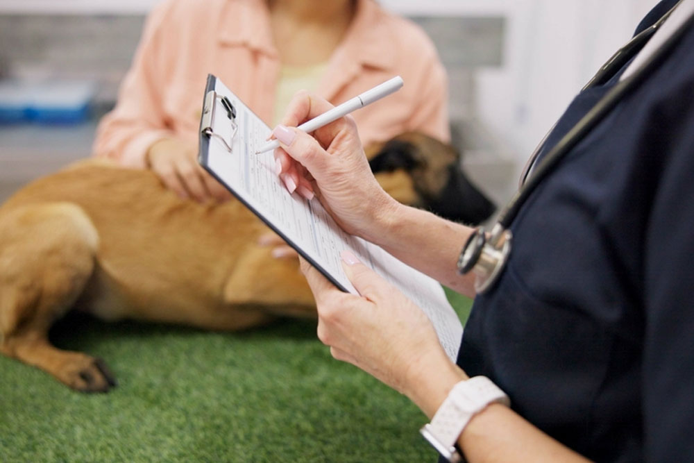 A veterinarian, holding a clipboard and pen, stands beside a brown dog lying on a green examination table. A person in a peach shirt is partially visible, gently holding the dog.