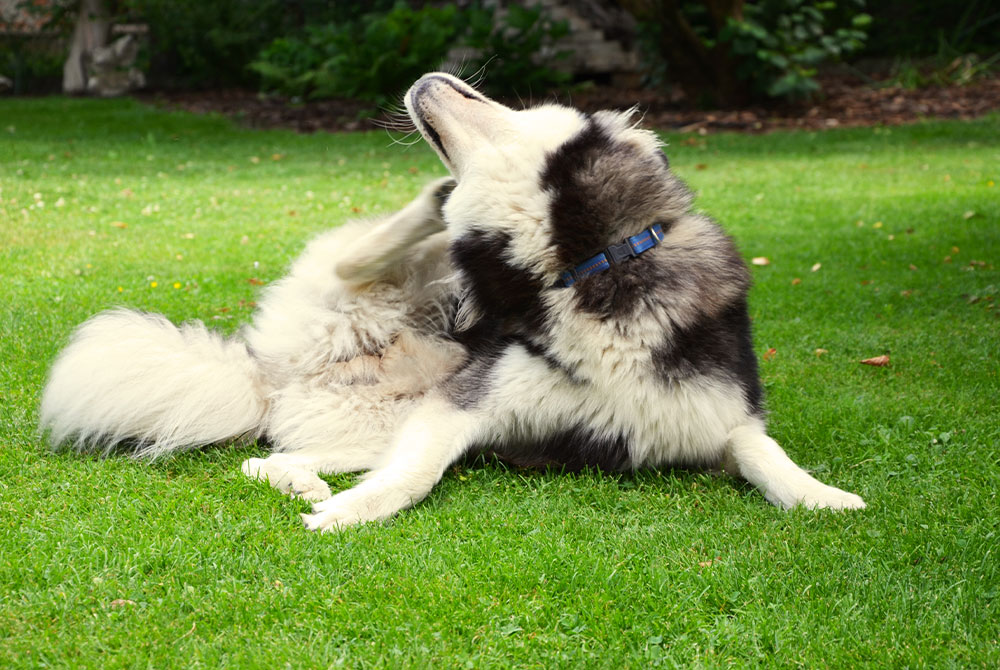 A fluffy black and white dog wearing a blue collar sits on green grass, scratching its head with a back paw in a garden setting.