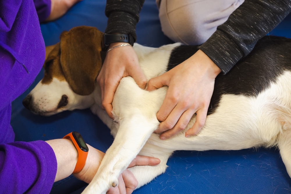 A dog lies on its side on a blue mat while two people gently massage or examine its front leg, possibly during a veterinary checkup or physical therapy session.