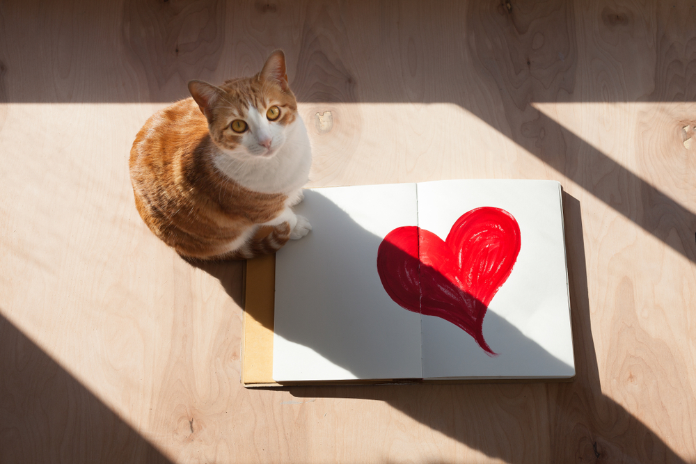 An orange and white cat sitting next to an open book with a large red heart painted on the right page, in a spot of sunlight on a wooden floor, after its veterinary acupuncture session.