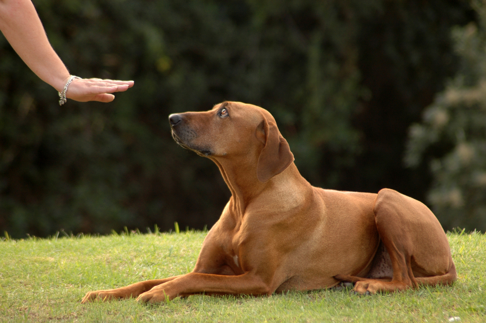 A rhodesian ridgeback dog lying on grass attentively looks at a human hand extended towards it from the side, in an outdoor setting, seeking pet behavior guidance.