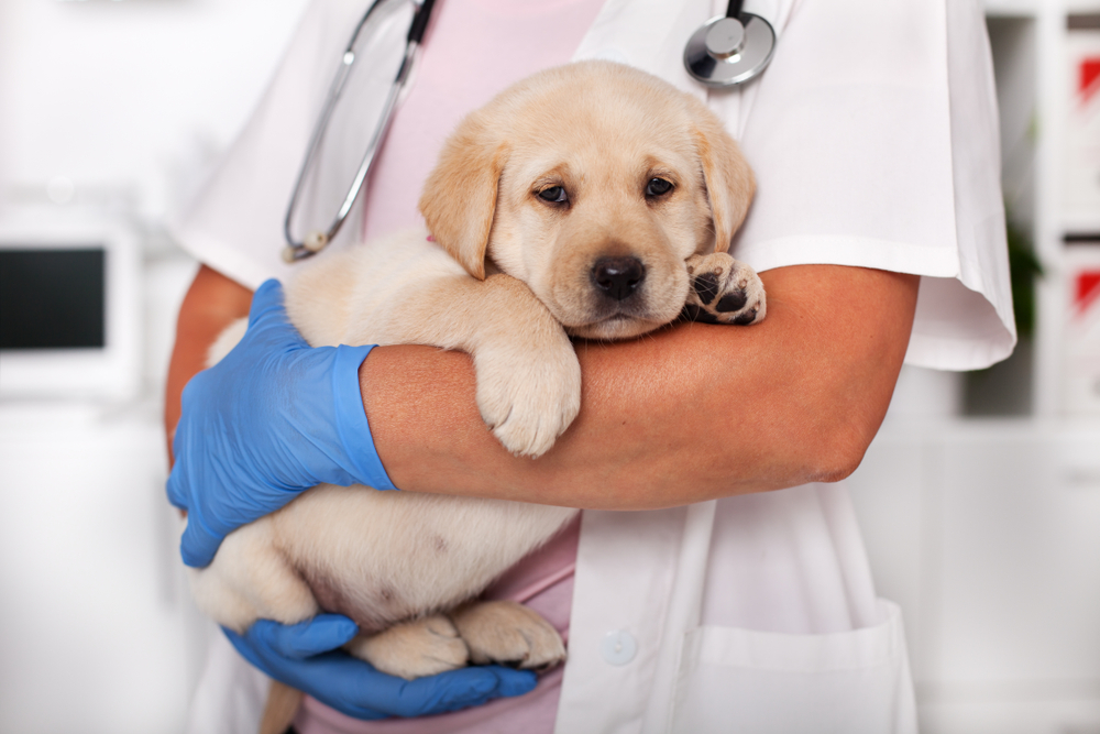 A veterinarian specializing in pet pain management, wearing a stethoscope and blue gloves, holds a sleepy golden retriever puppy in a clinic setting.