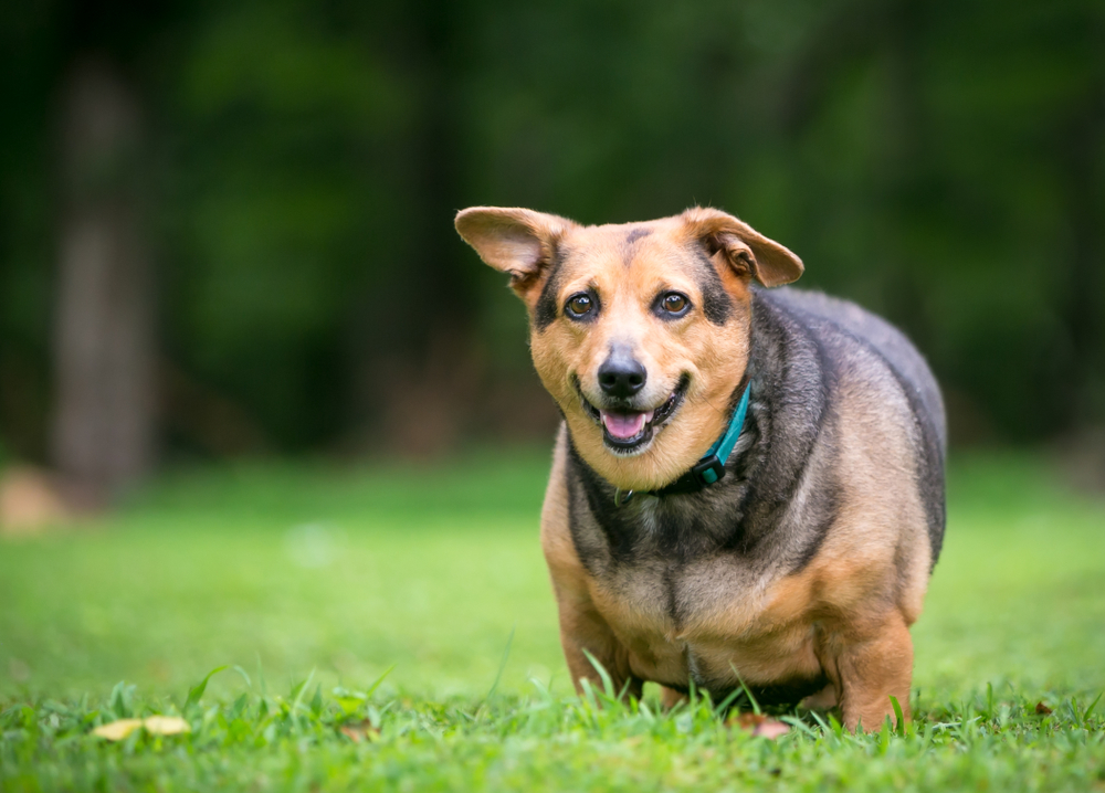 A happy, medium-sized dog with a shiny tan coat and black markings stands on a grassy field, wearing a blue collar, and smiling at the camera with a blurred green background after receiving pet pain