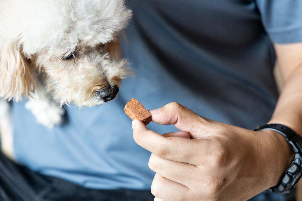 A white fluffy dog intently looks at a treat held by a person wearing a blue shirt, capturing a moment of anticipation and focus in a session of pet behavior guidance.