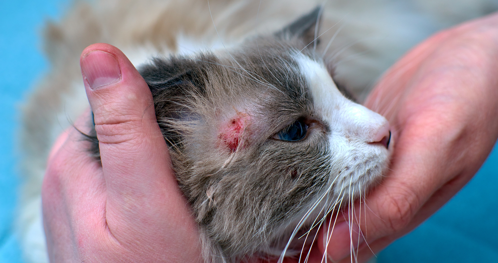 A close-up of a person's hands gently holding an injured cat with a visible wound above its eye, showcasing concern and veterinary care for the animal.