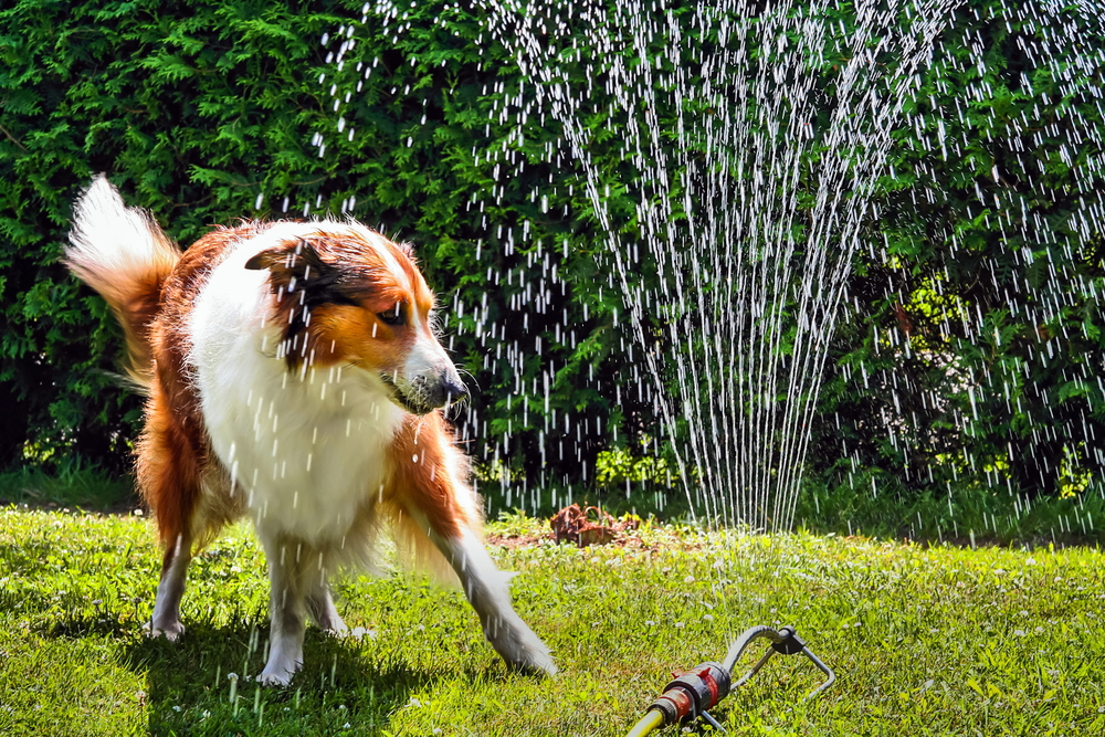 A large brown and white dog frolicking in a grassy yard, playfully dodging streams of water from a sprinkler on a sunny day, exhibiting joyful pet behavior.