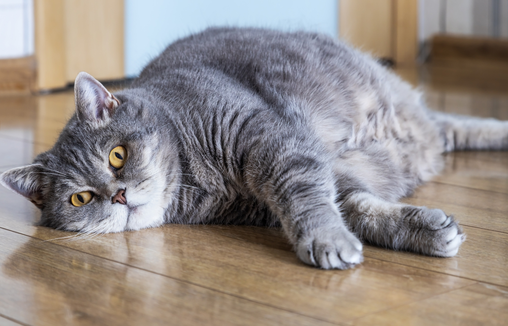 A gray British Shorthair cat lying on a wooden floor, looking at the camera with large yellow eyes. The cat's fur is sleek from stellar pet nutrition, and it appears relaxed and attentive.