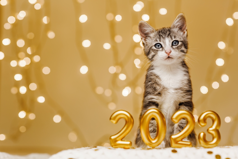 A cute tabby kitten with striking markings sits beside shiny gold numbers "2023" against a backdrop of soft glowing lights, after a visit to its veterinary care in Houston.