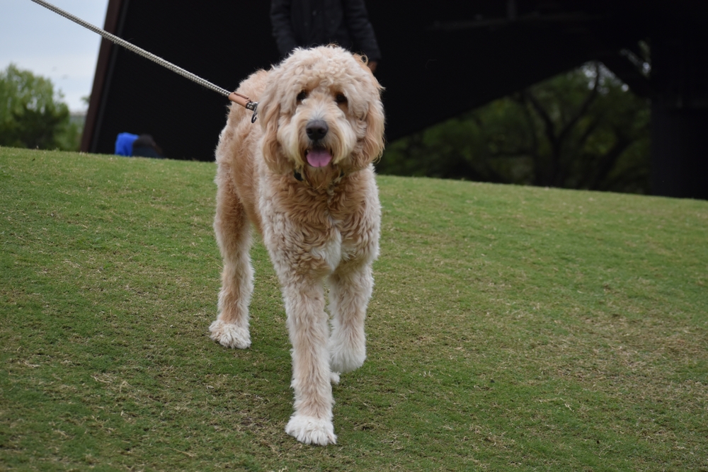A fluffy, cream-colored dog on a leash walks on a grassy hill. The dog is looking directly ahead with its tongue out. The background features some trees and a dark structure.