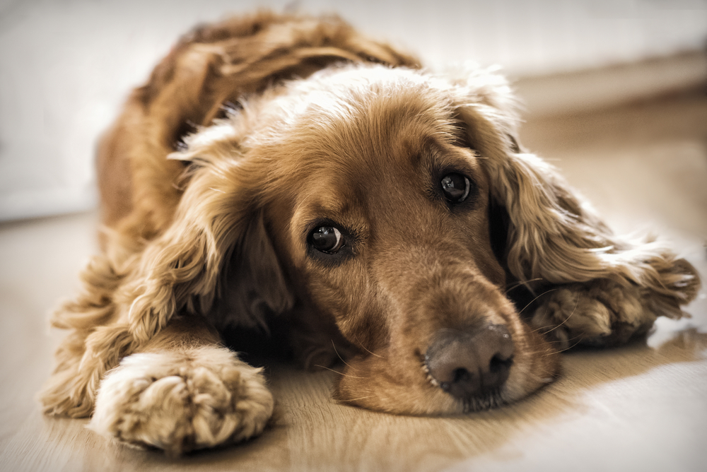 Cocker spaniel lying down, representing gentle and compassionate dog care at a Houston vet clinic