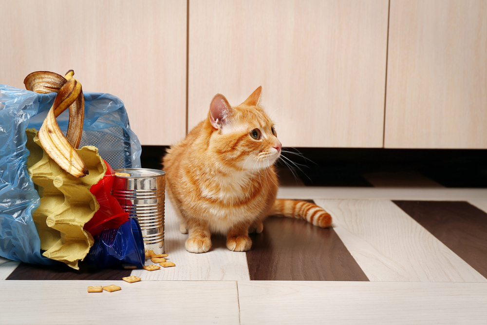 A ginger cat sits on a floor next to an overturned trash bag. The spilled contents include a banana peel, an empty can, and paper. The background shows a wooden cabinet.