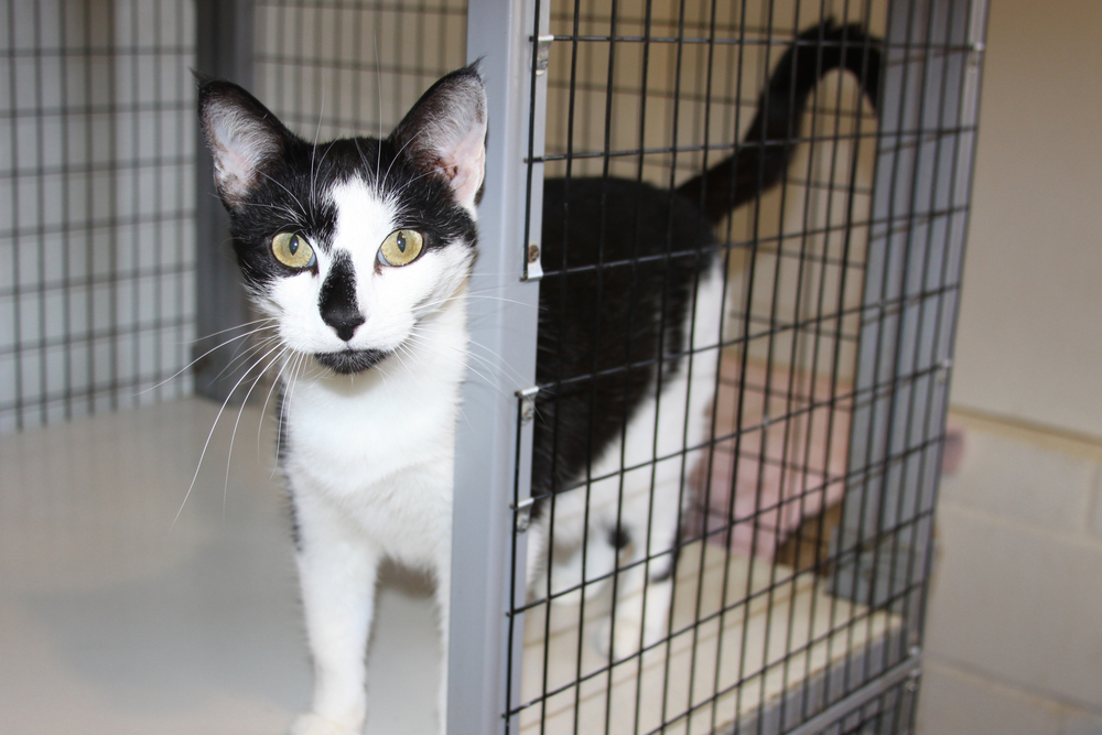 A black and white cat with striking markings peers curiously from behind the bars of a cage at a veterinary care facility in Houston, with another cat's tail visible in the background.