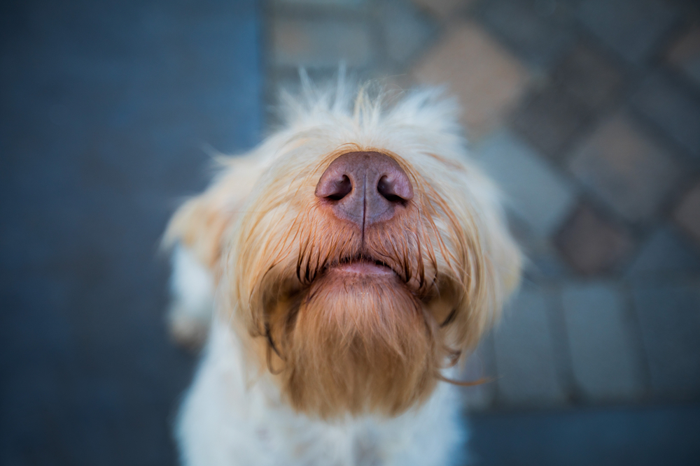 Close-up of a scruffy dog's nose and mouth, with its fur slightly covering its eyes, set against a blurred street background during its pet rehabilitation.