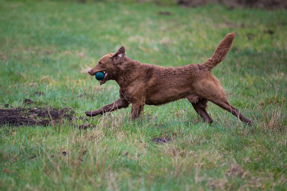 A brown dog, wet from playing, runs energetically across a grassy field with a blue ball in its mouth. Its ears and tail are perked up in alertness and motion, showcasing