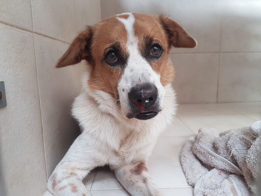A brown and white dog with expressive eyes sits on a tiled floor next to a soft, light-colored towel. The dog has some dirt marks on its face and appears relaxed.